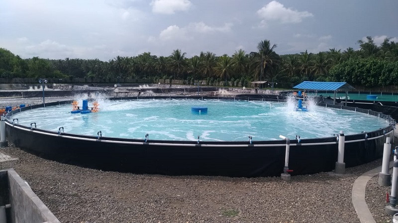 RAS, teknologi pertambakan udang dari startup FisTx